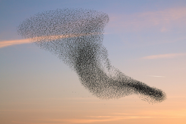 murmuration of starlings